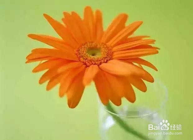 花怎么养在花瓶里