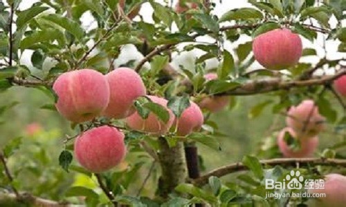 什么水果不能多吃