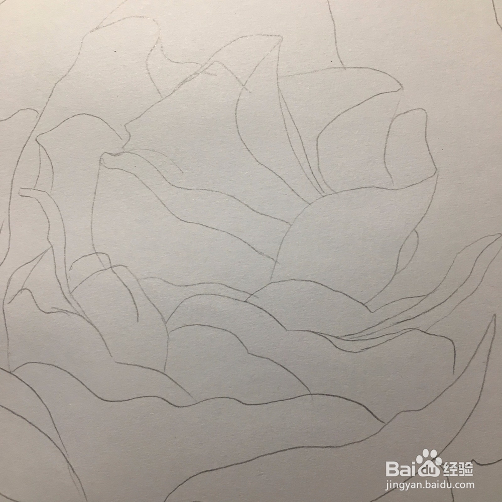 花卉简笔画：画一朵月季花 月季绘画教程 儿童画