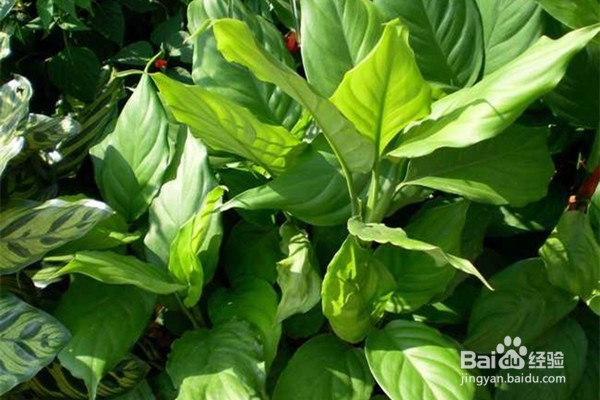 不宜摆放在家里的10种花草植物