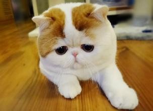 如何饲养加菲猫