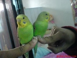 该怎么是家里的“皮皮”过得更开心一些