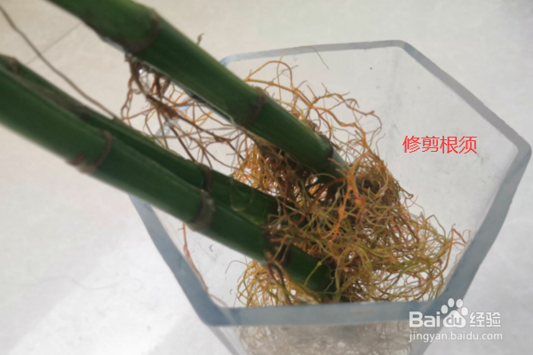 怎么养富贵竹才能长得好