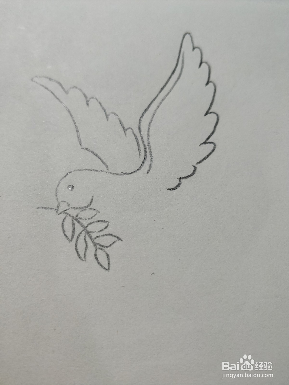 怎么简笔画画和平鸽