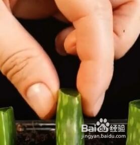 种植的小妙招