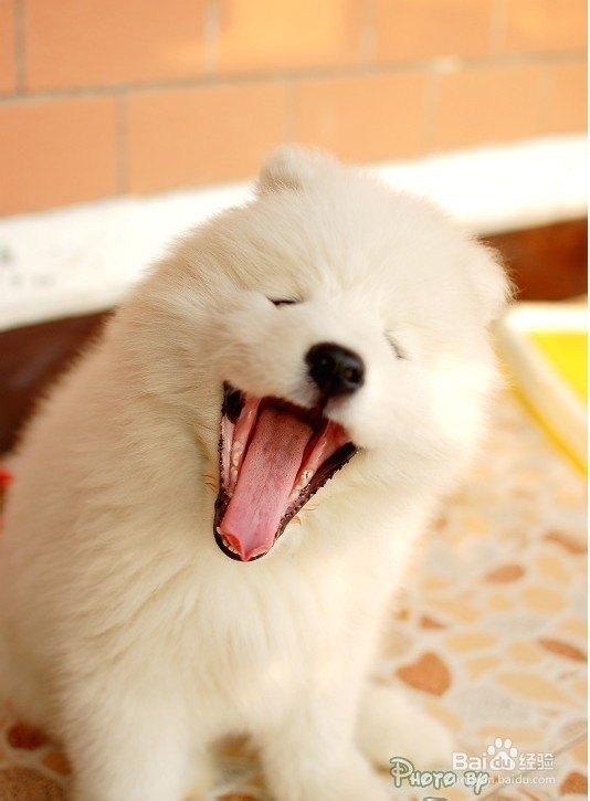 怎么养狗！怎么喂狗！：[2]萨摩耶