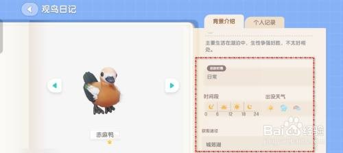 心动小镇赤麻鸭观鸟日志获得的方法