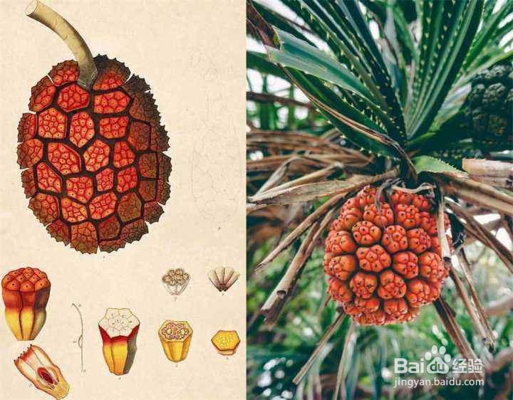 露兜树果实怎么吃