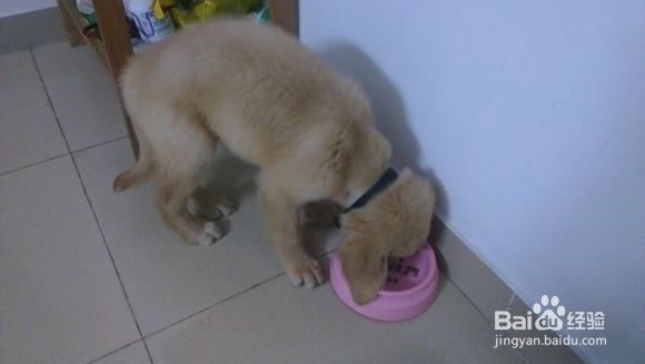 你无可替代的小伙伴。