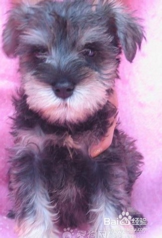 雪纳瑞饲养指南