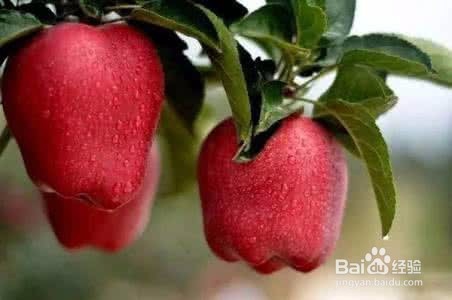 吃蛇果的好处有哪些呢