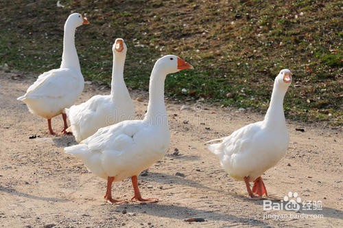 现在养鹅1000只究竟要投资多少钱?