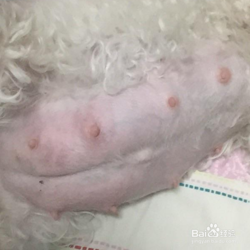 如何判断狗狗是否怀孕了?