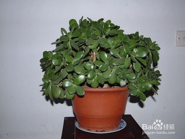 养花旧土这样做，轻松变肥沃土壤，养花效果超好