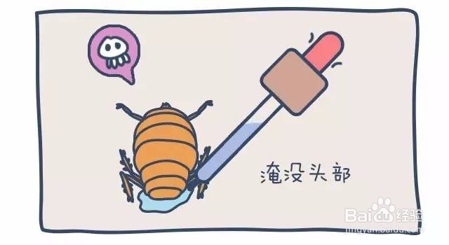 泰迪怎么杀体外虫
