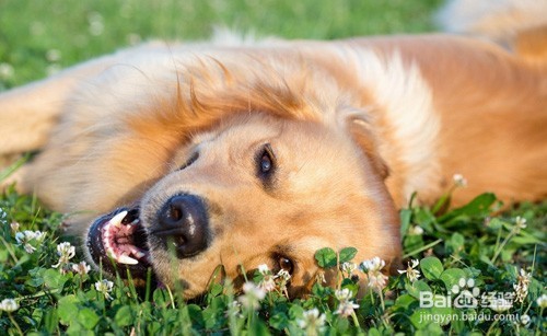 <b>夏天到了，你知道怎么给狗狗正确的降温吗</b>
