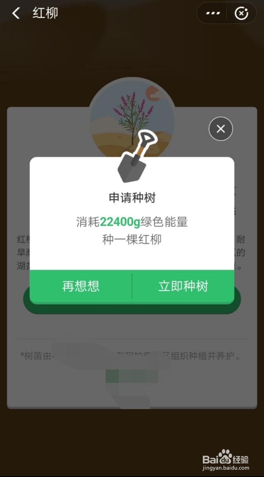 红柳在蚂蚁森林如何种植