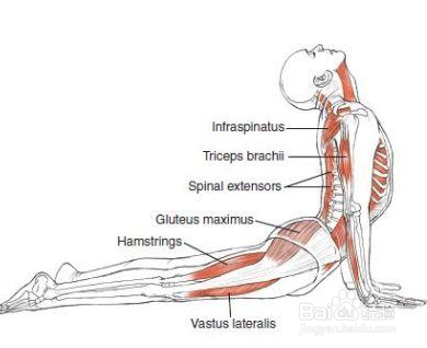 瑜伽上犬式动作讲解