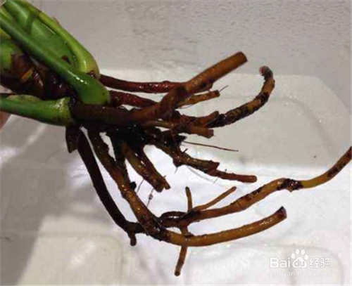 水培植物养鱼怎么养