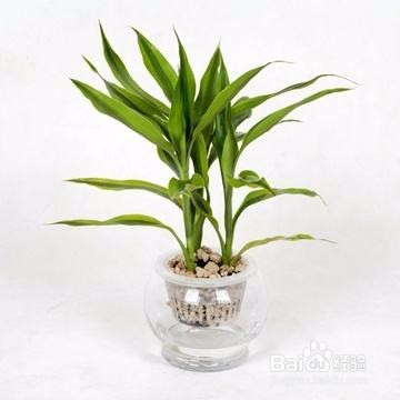 水培富贵竹应该注意哪些问题？