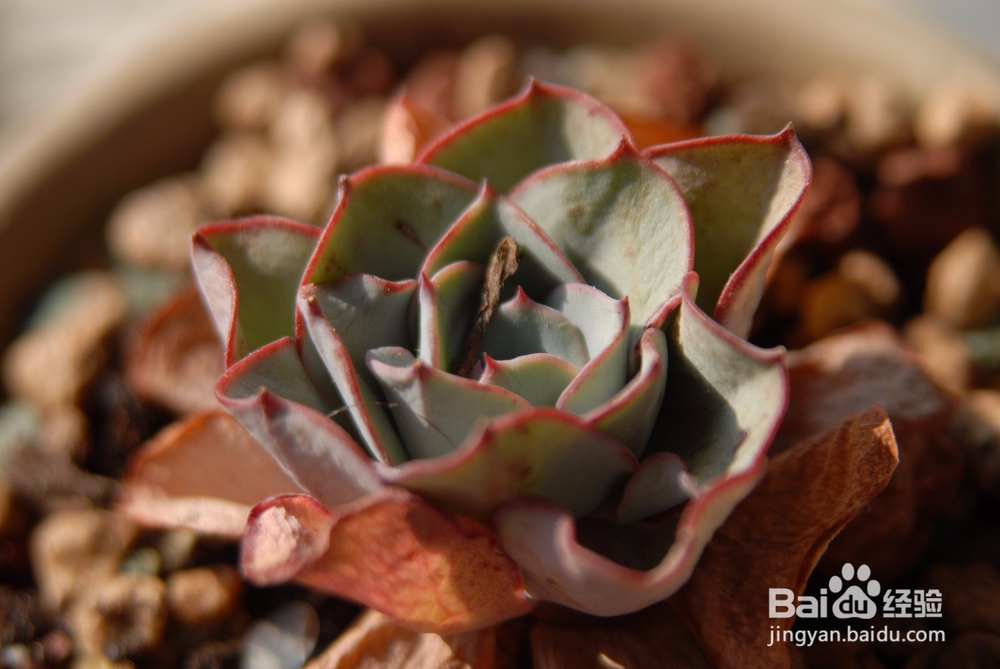 多肉叶子软了怎么办