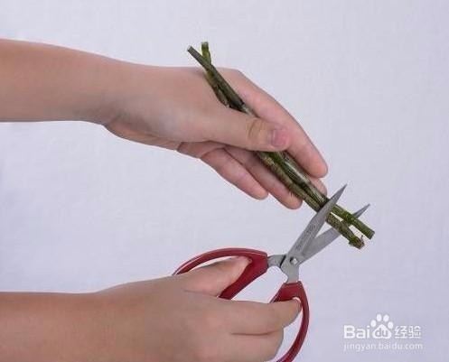 怎么用石斛榨汁