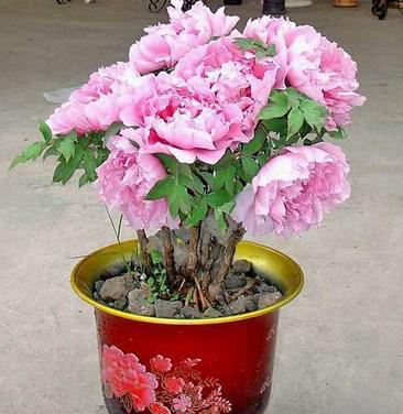 盆栽牡丹花期养护