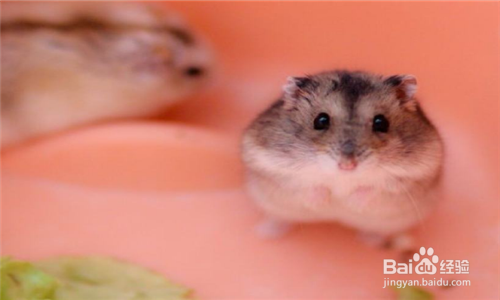 小仓鼠不停打喷嚏怎么办