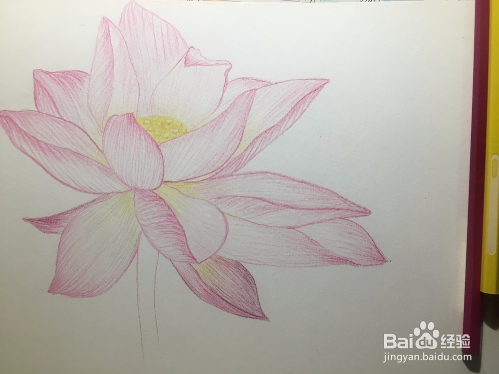 手绘画一朵荷花的彩铅画 莲花铅笔画