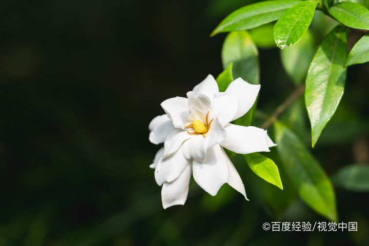 如何种植栀子花