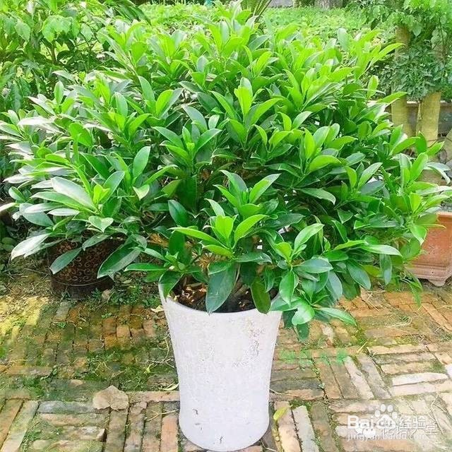 这6种植物能除甲醛，你知道吗？