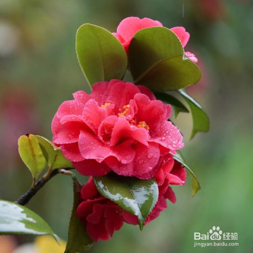 解决茶花烂根的小妙招有哪些?