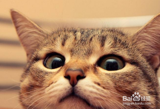 怎么样让小猫更健康!