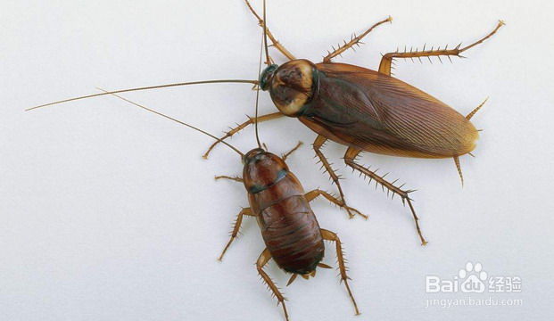 如何快速消灭蟑螂？