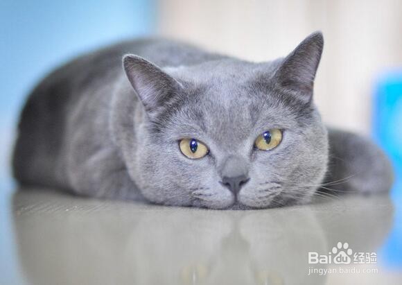 如何饲养英短蓝猫