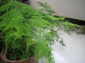 文竹长新芽如何掐尖