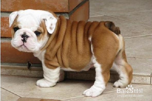 如何预防宠物狗生病