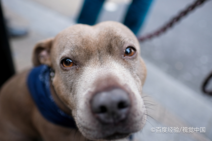 狗不吃饭怎么治