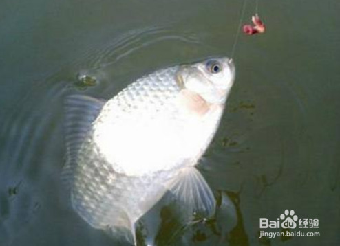 清明怎样野钓鲫鱼