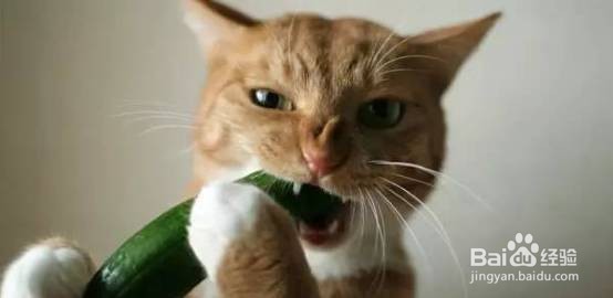 猫咪为什么怕黄瓜呢
