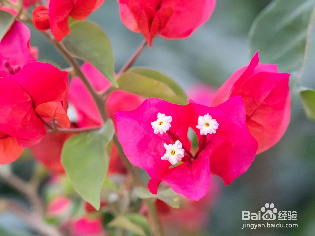 三角梅的养殖方法和注意事项