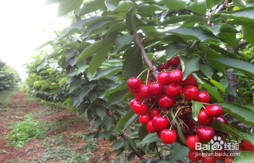 有机樱桃品种介绍