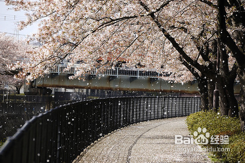 自学日语如何考级