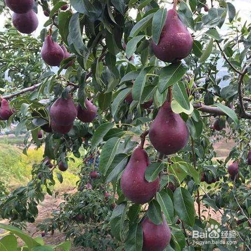 怎么才能把红啤梨养的又大又饱满?