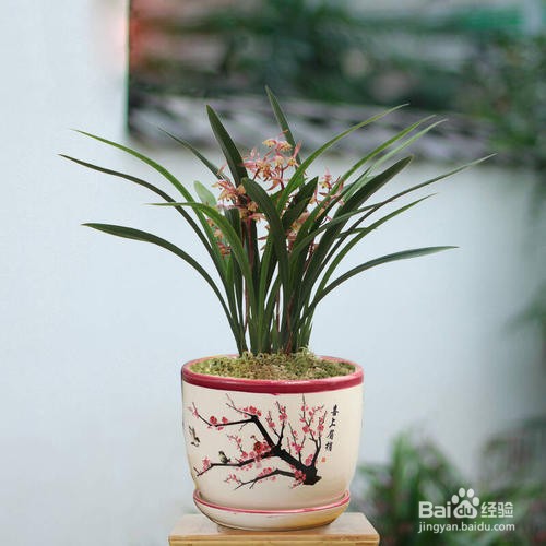 墨兰如何配花盆底座