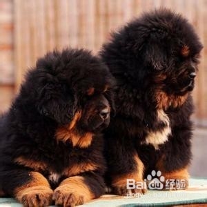 藏獒幼犬怎么补充营养?藏獒喂养注意事项