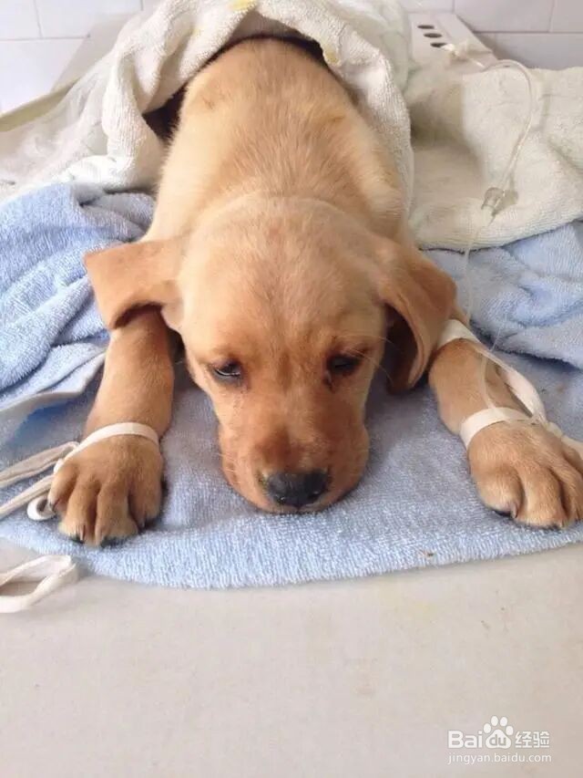 狗狗嗓子一直发出咳咳的声音怎么办