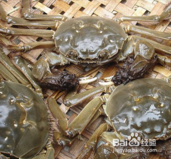 如何判断大闸蟹假死