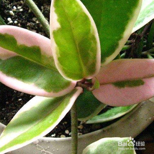 在家中如何养殖斑叶球兰?