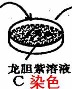 如何操作高中生物有丝分裂实验